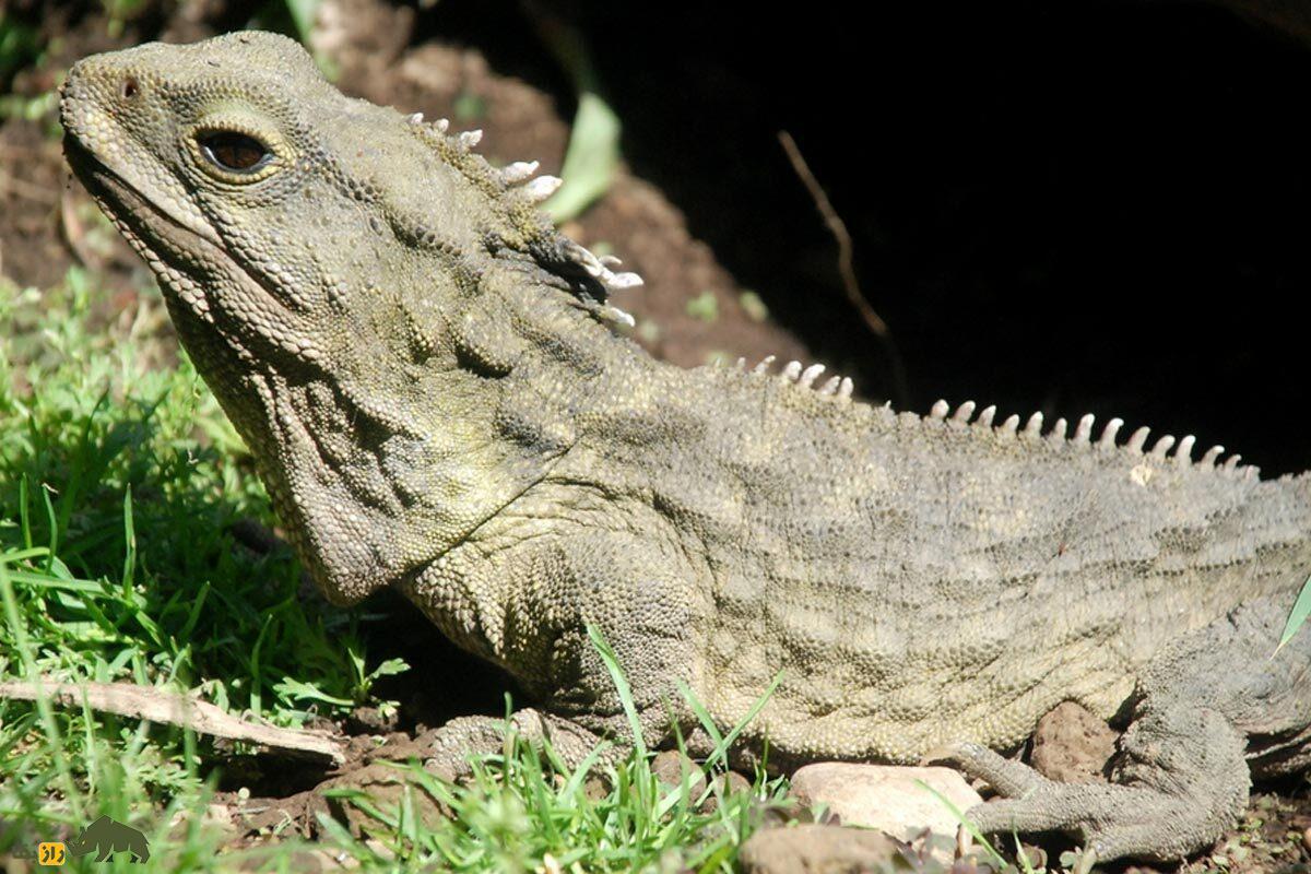 توآتارا؛ جانوری با سه چشم که زمان ناصرالدینشاه به دنیا آمده و به تازگی پدر شد!