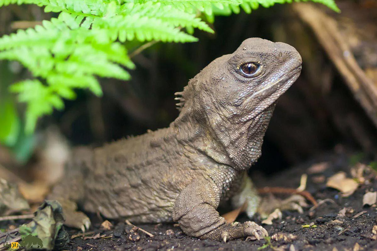 توآتارا؛ جانوری با سه چشم که زمان ناصرالدینشاه به دنیا آمده و به تازگی پدر شد! توآتارا؛ جانوری با سه چشم که زمان ناصرالدینشاه به دنیا آمده و به تازگی پدر شد!