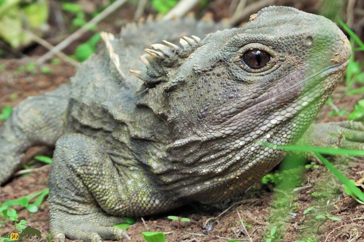 توآتارا؛ جانوری با سه چشم که زمان ناصرالدینشاه به دنیا آمده و به تازگی پدر شد! توآتارا؛ جانوری با سه چشم که زمان ناصرالدینشاه به دنیا آمده و به تازگی پدر شد!