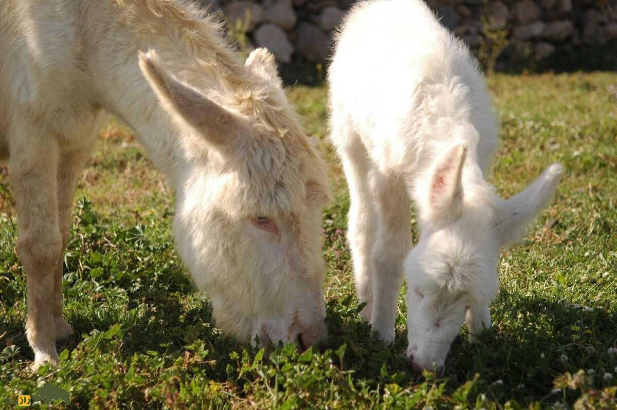 خر آسینارا؛ خر وحشی ایتالیایی کاملا سفید با چشمان آبی که نمونه آن فقط در افسانه‌ها وجود دارد