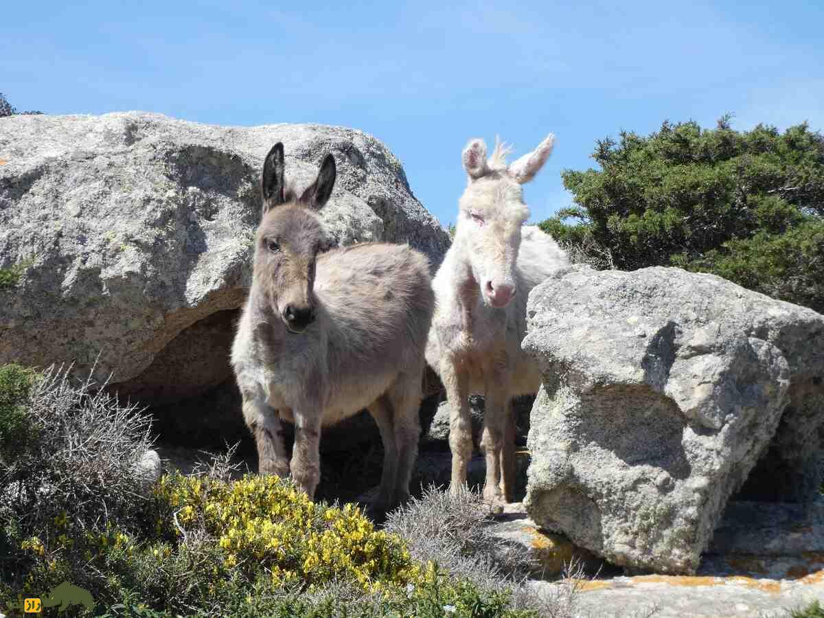خر آسینارا؛ خر وحشی ایتالیایی کاملا سفید با چشمان آبی که نمونه آن فقط در افسانه‌ها وجود دارد