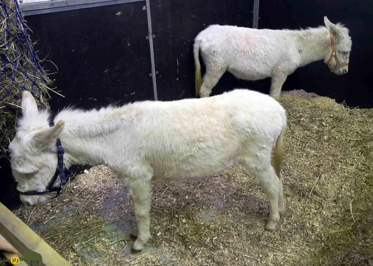 خر آسینارا؛ خر وحشی ایتالیایی کاملا سفید با چشمان آبی که نمونه آن فقط در افسانه‌ها وجود دارد