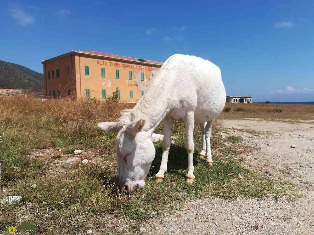 خر آسینارا؛ خر وحشی ایتالیایی کاملا سفید با چشمان آبی که نمونه آن فقط در افسانه‌ها وجود دارد