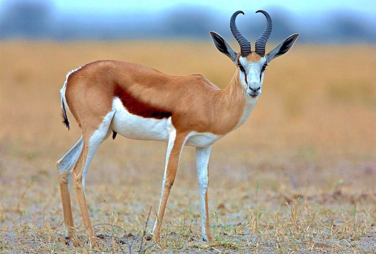 پدیده نادر حیات وحش ایران؛ «آهوی تک شاخ» جزیره هرمز از چه نژادی است؟