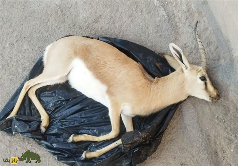 پدیده نادر حیات وحش ایران؛ «آهوی تک شاخ» جزیره هرمز از چه نژادی است؟