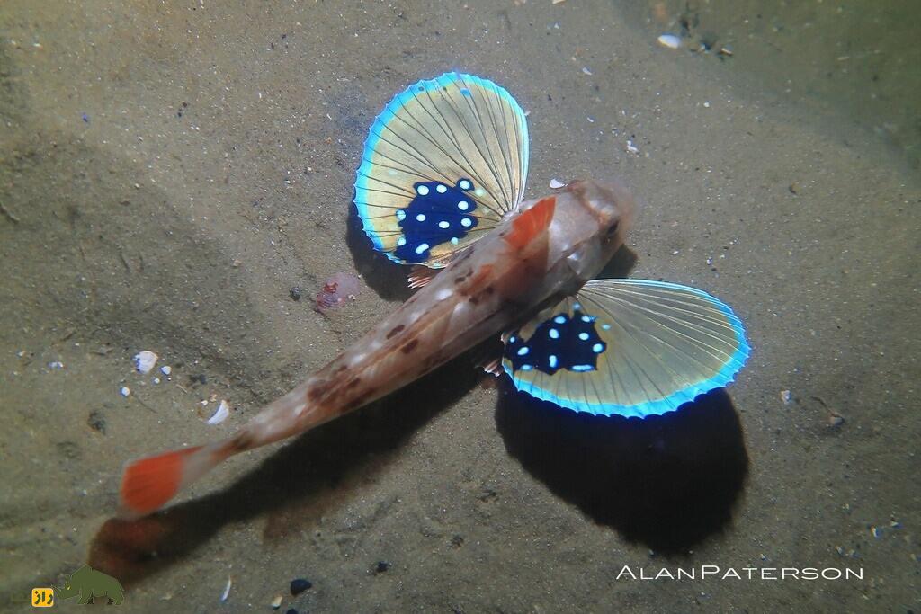 خروسکماهی؛ ماهی فوق عجیبی که هم پا و هم بال پرنده دارد خروسکماهی؛ ماهی فوق عجیبی که هم پا و هم بال پرنده دارد