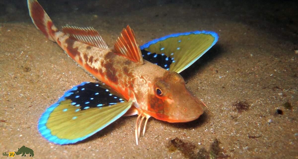 خروسکماهی؛ ماهی فوق عجیبی که هم پا و هم بال پرنده دارد خروسکماهی؛ ماهی فوق عجیبی که هم پا و هم بال پرنده دارد