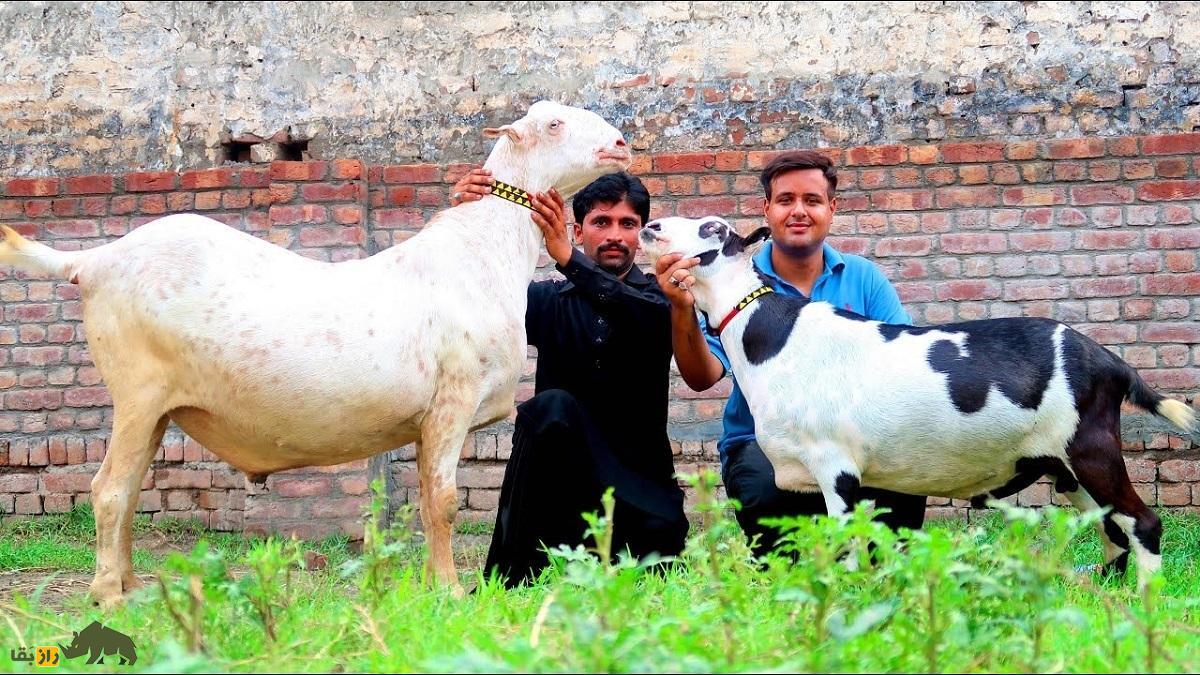 بز تِدی؛ بز مشهور پاکستانی با گوشهای دراز که نماد خوشبختی است و صاحبش را ثروتمند میکند!