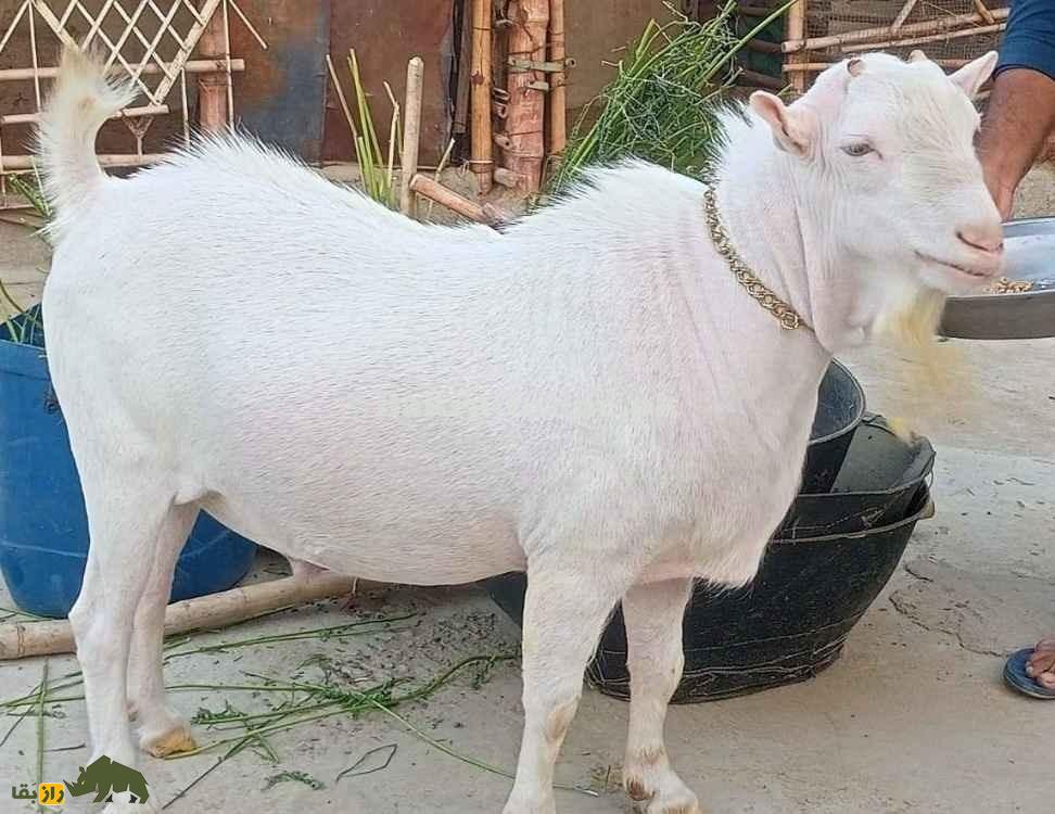 بز تِدی؛ بز معروف پاکستانی با گوشهای دراز که نماد فراوانی و خوشبختی است بز تِدی؛ بز معروف پاکستانی با گوشهای دراز که نماد فراوانی و خوشبختی است