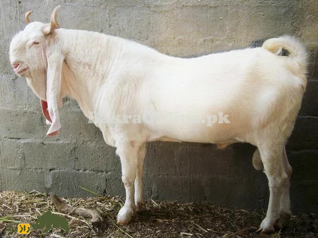 بز تِدی؛ بز معروف پاکستانی با گوشهای دراز که نماد فراوانی و خوشبختی است بز تِدی؛ بز معروف پاکستانی با گوشهای دراز که نماد فراوانی و خوشبختی است
