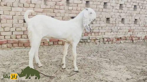 بز تِدی؛ بز معروف پاکستانی با گوشهای دراز که نماد فراوانی و خوشبختی است بز تِدی؛ بز معروف پاکستانی با گوشهای دراز که نماد فراوانی و خوشبختی است