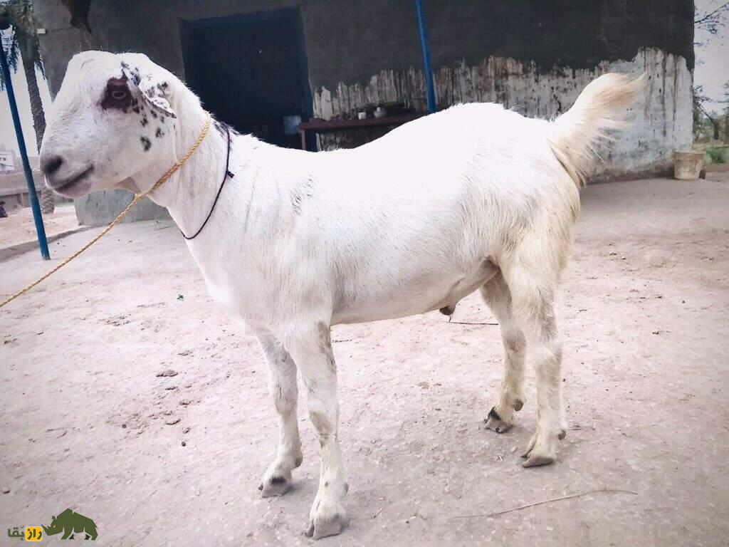 بز تِدی؛ بز معروف پاکستانی با گوشهای دراز که نماد فراوانی و خوشبختی است بز تِدی؛ بز معروف پاکستانی با گوشهای دراز که نماد فراوانی و خوشبختی است