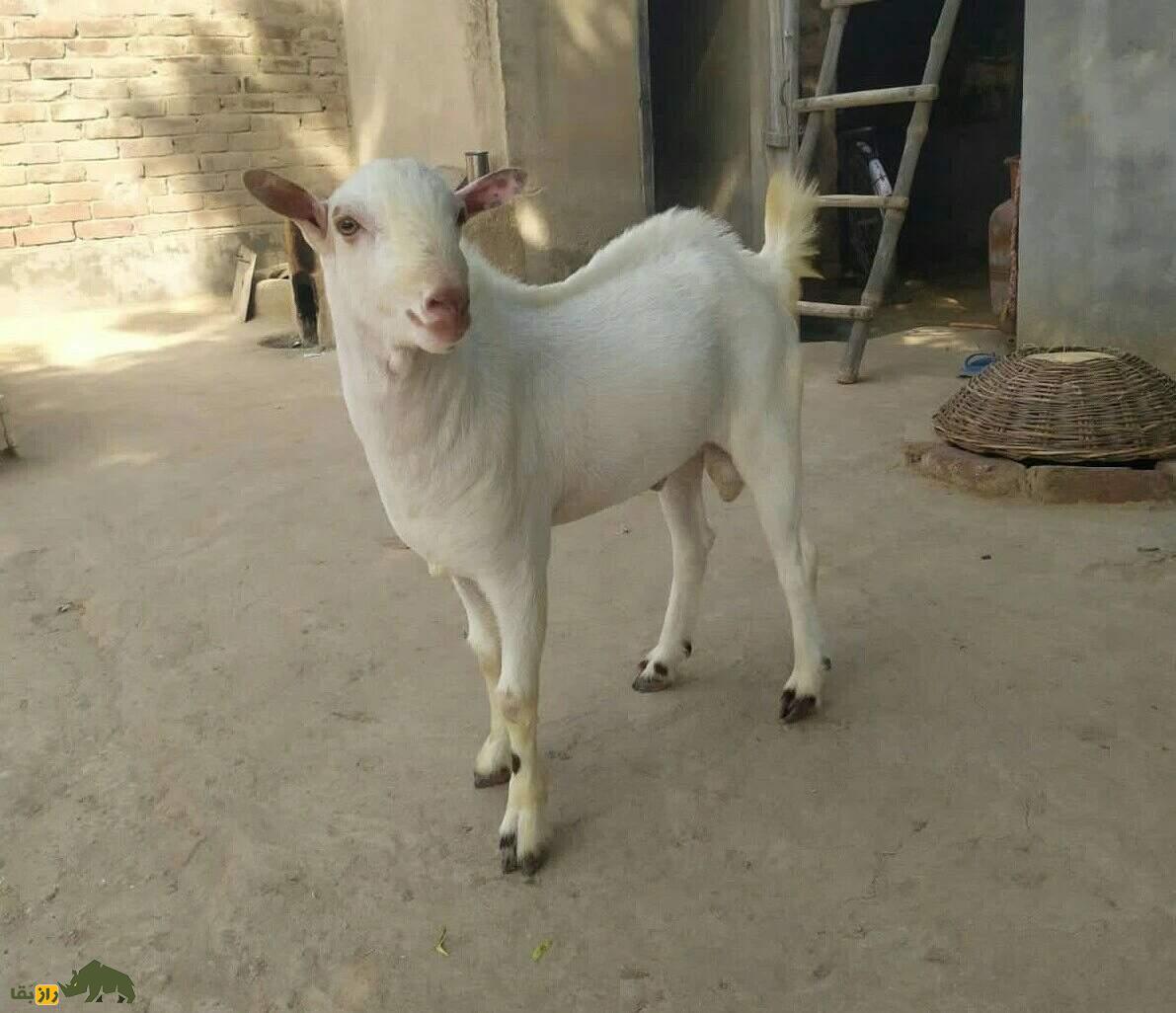 بز تِدی؛ بز معروف پاکستانی با گوشهای دراز که نماد فراوانی و خوشبختی است بز تِدی؛ بز معروف پاکستانی با گوشهای دراز که نماد فراوانی و خوشبختی است