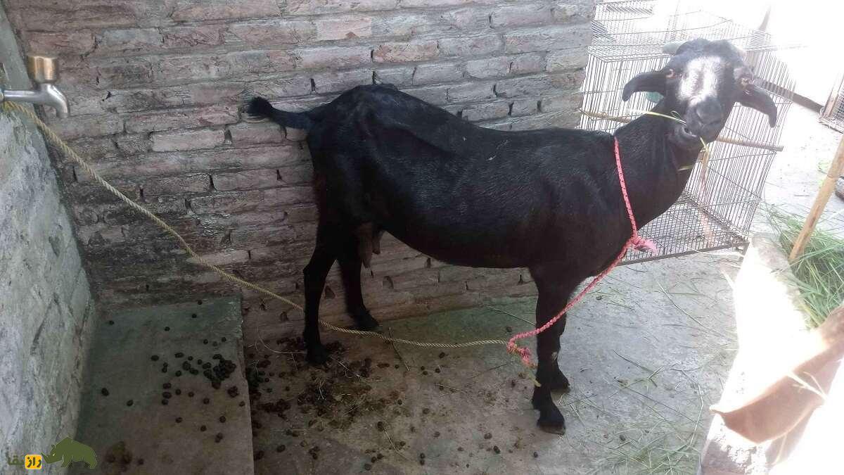 بز تِدی؛ بز معروف پاکستانی با گوشهای دراز که نماد فراوانی و خوشبختی است بز تِدی؛ بز معروف پاکستانی با گوشهای دراز که نماد فراوانی و خوشبختی است