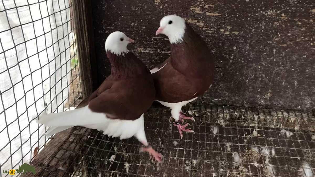کبوتر بیرمنگام؛ کبوتر انگلیسی که سریع‌ترین شیرجه جهان را می‌زند