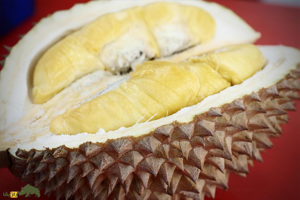 دوریان؛ میوه سه کیلویی معروف به «پادشاه میوه‌ها» که بوی فاضلاب و طعم سیر دارد