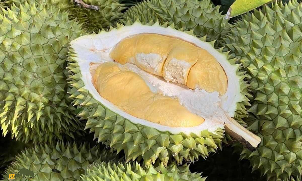 دوریان؛ میوه سه کیلویی معروف به «پادشاه میوه‌ها» که بوی فاضلاب و طعم سیر دارد