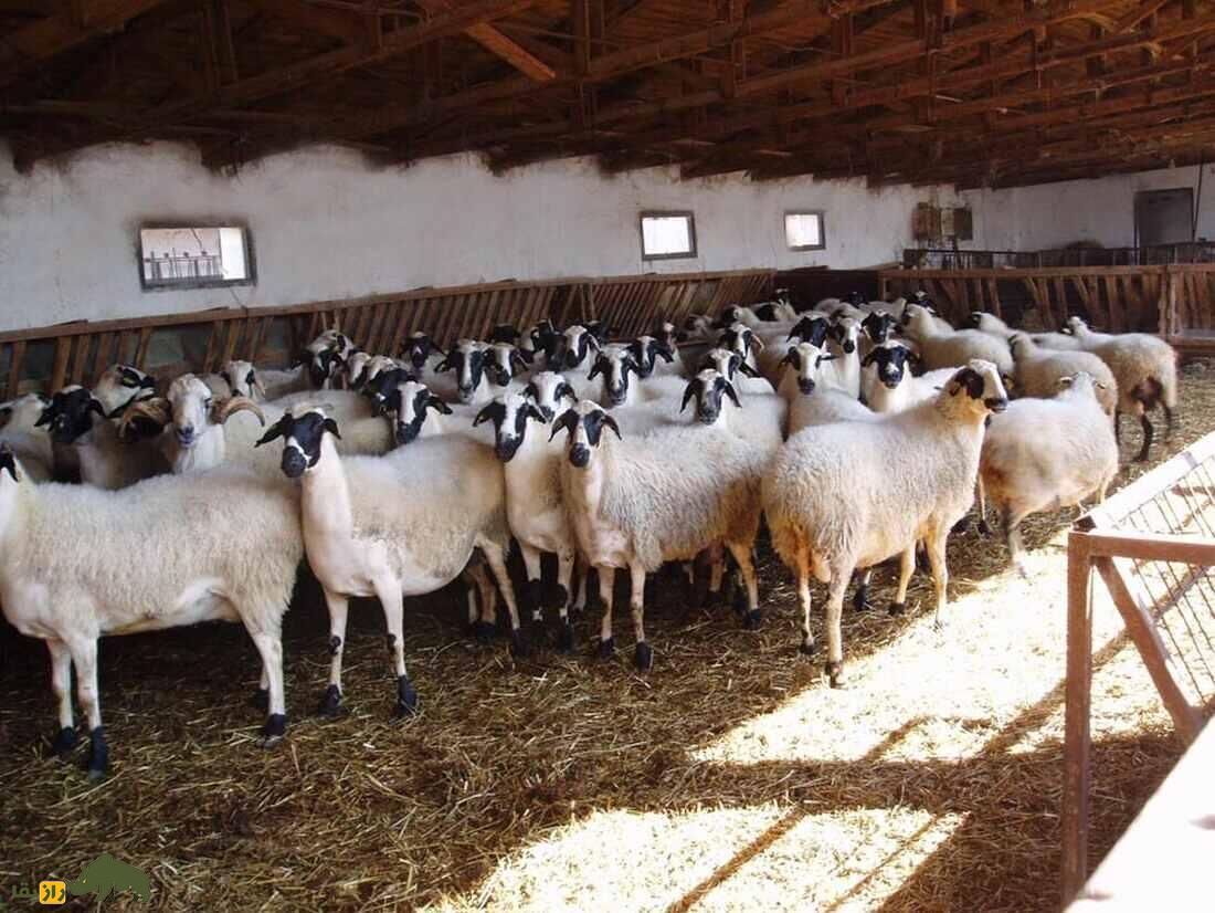 گوسفند خیوس؛ گوسفند یونانی با ظاهری متفاوت که روزی ۳.۵ لیتر شیر می‌دهد