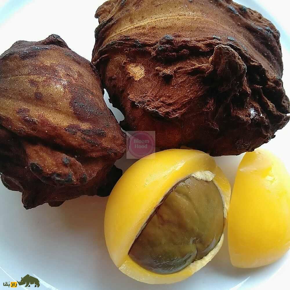 کولای میمونی؛ میوه نیجریهای ترش و شیرینی که میمونها عاشق آن هستند پوسته کولای میمونی