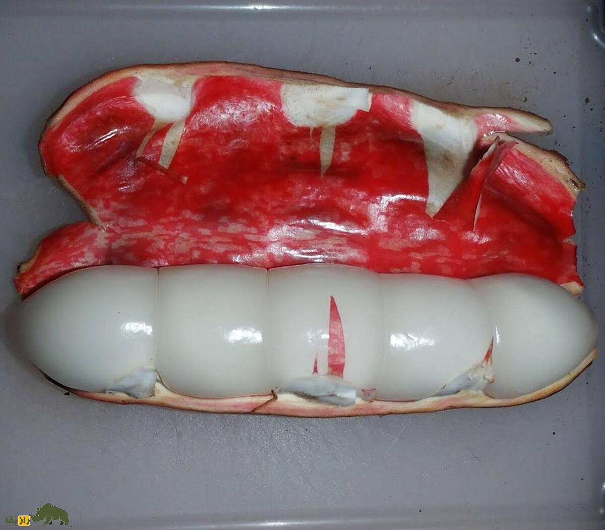 کولای میمونی؛ میوه نیجریهای ترش و شیرینی که میمونها عاشق آن هستند کولای میمونی نرسیده