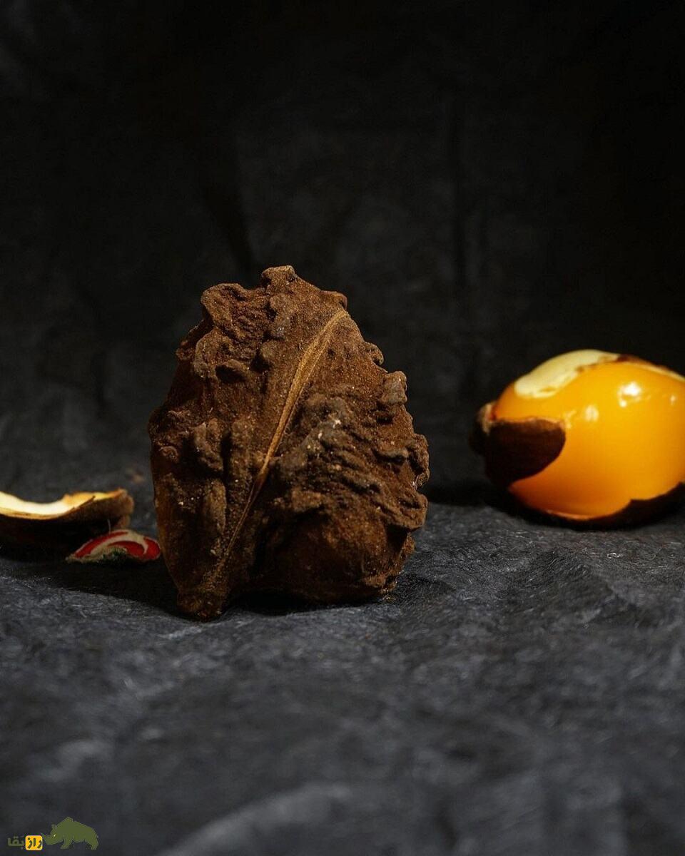 کولای میمونی؛ میوه نیجریهای ترش و شیرینی که میمونها عاشق آن هستند مغز کولای میمونی به همراه پوسته