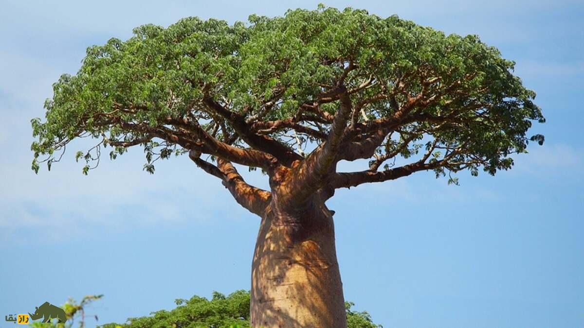 نیمتنه بالایی درخت بائوباب