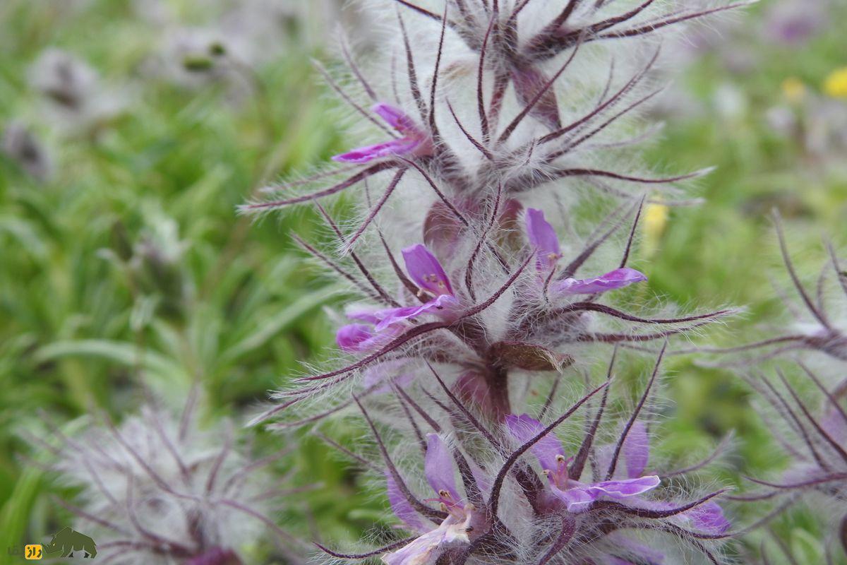 لولو پشمی یا چای چوپان؛ گیاهی با خواص آرامبخش، ضدالتهاب و ضد اضطراب لولو پشمی یا چای چوپان