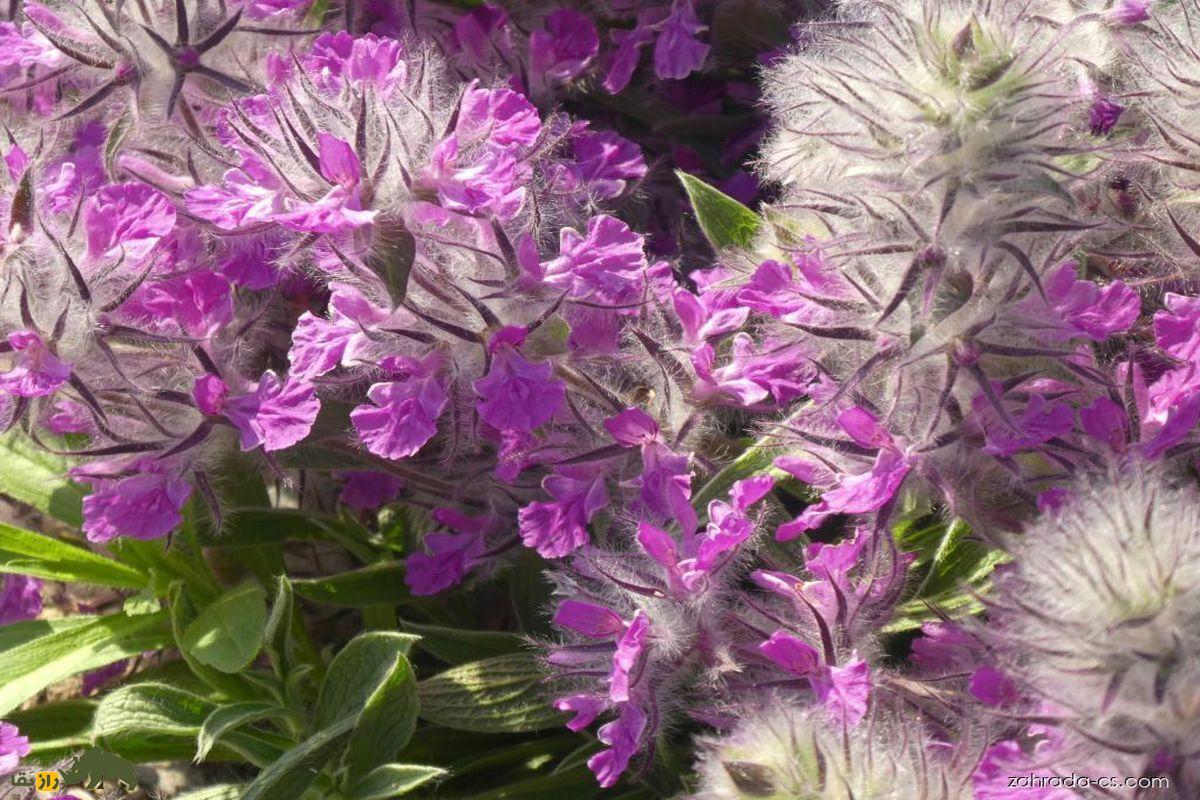 لولو پشمی یا چای چوپان؛ گیاهی با خواص آرامبخش و ضد اضطراب که معدن آن در ایران است لولو پشمی یا چای چوپان؛ گیاهی با خواص آرامبخش و ضد اضطراب که معدن آن در ایران است