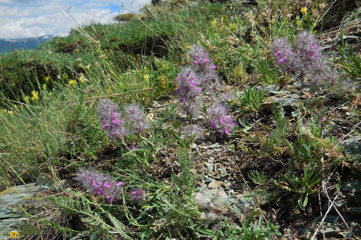 لولو پشمی یا چای چوپان؛ گیاهی با خواص آرامبخش، ضدالتهاب و ضد اضطراب لولو پشمی یا چای چوپان در کوه