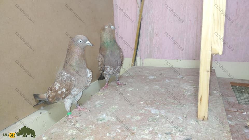 کبوتر کراچی؛ کبوتر پاکستانی که به داشتن قدرت و زیبایی مشهور است