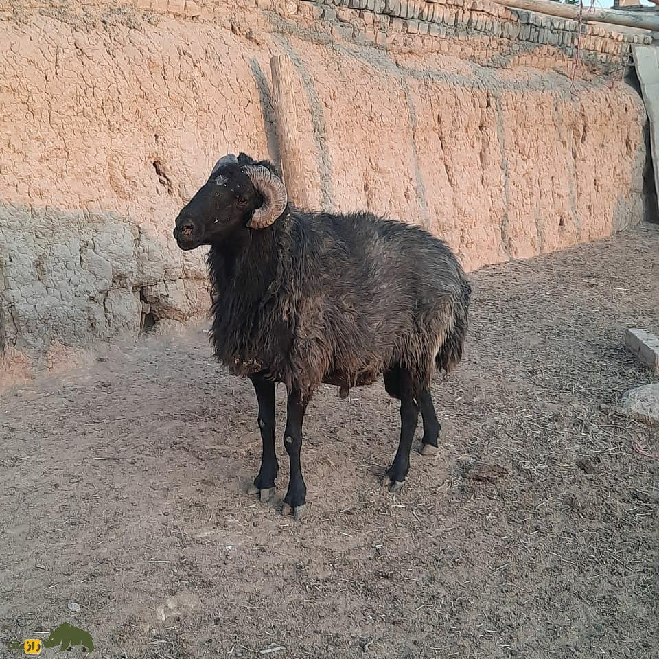 همه چیز درباره گوسفند (Sheep)؛ انواع نژادهای گوسفند ایرانی و خارجی را بشناسید همه چیز درباره گوسفند (Sheep)؛ انواع نژادهای گوسفند ایرانی و خارجی را بشناسید