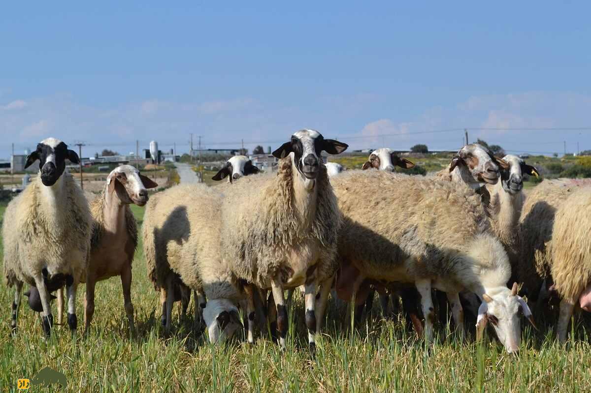 همه چیز درباره گوسفند (Sheep)؛ انواع نژادهای گوسفند ایرانی و خارجی را بشناسید همه چیز درباره گوسفند (Sheep)؛ انواع نژادهای گوسفند ایرانی و خارجی را بشناسید