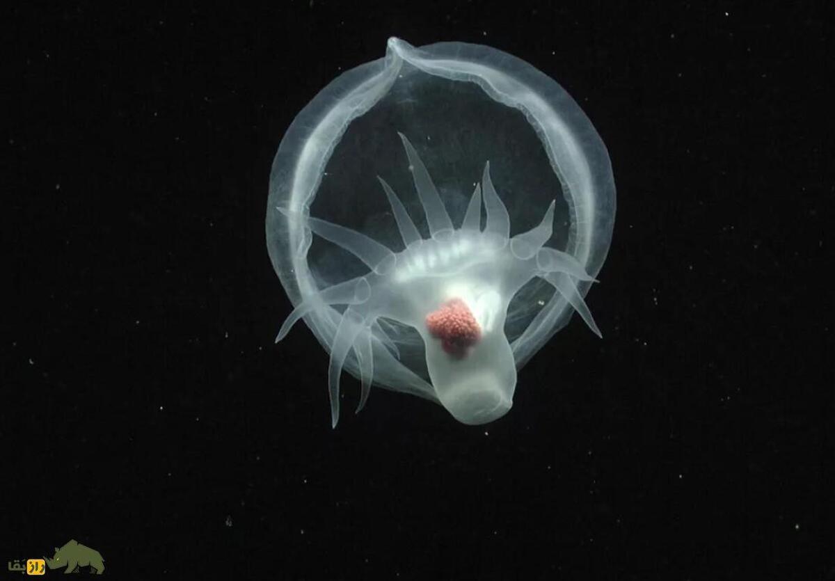 کشف موجودی نورافشان و مرموز در اعماق «منطقه نیمهشب» اقیانوس