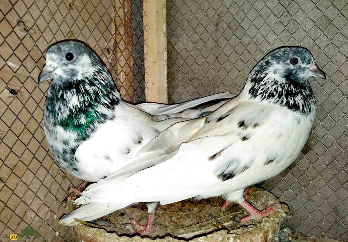 کبوتر سیالکوتی؛ کبوتر شگفت‌انگیز پاکستانی که برای مردم نماد افتخار و غرور است