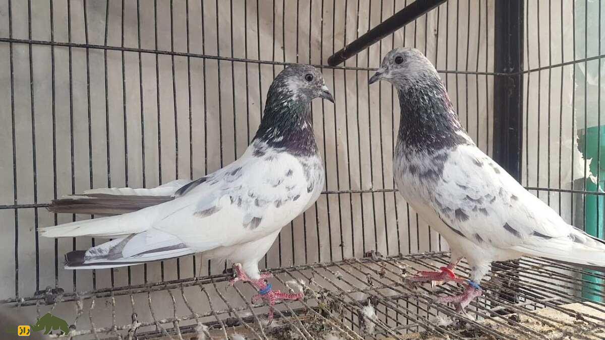 کبوتر سیالکوتی؛ کبوتر شگفت‌انگیز پاکستانی که برای مردم نماد افتخار و غرور است