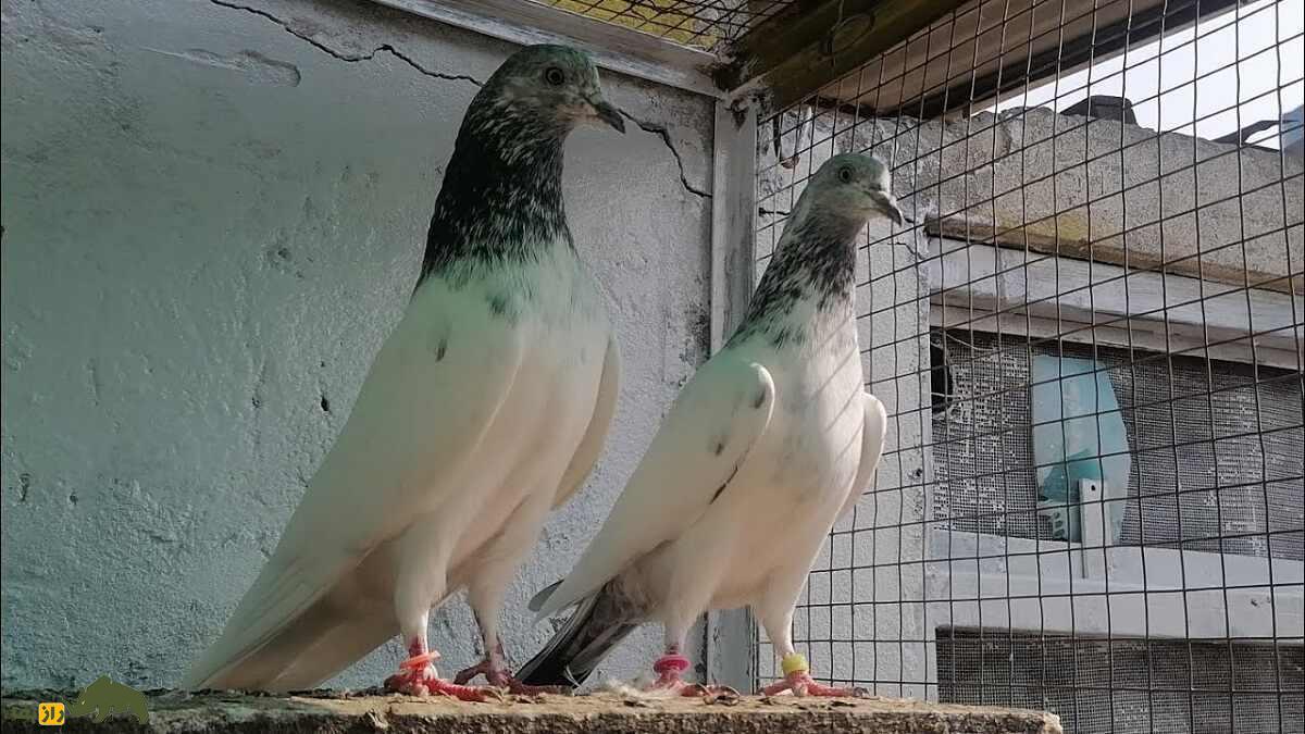 کبوتر سیالکوتی؛ کبوتر شگفت‌انگیز پاکستانی که برای مردم نماد افتخار و غرور است