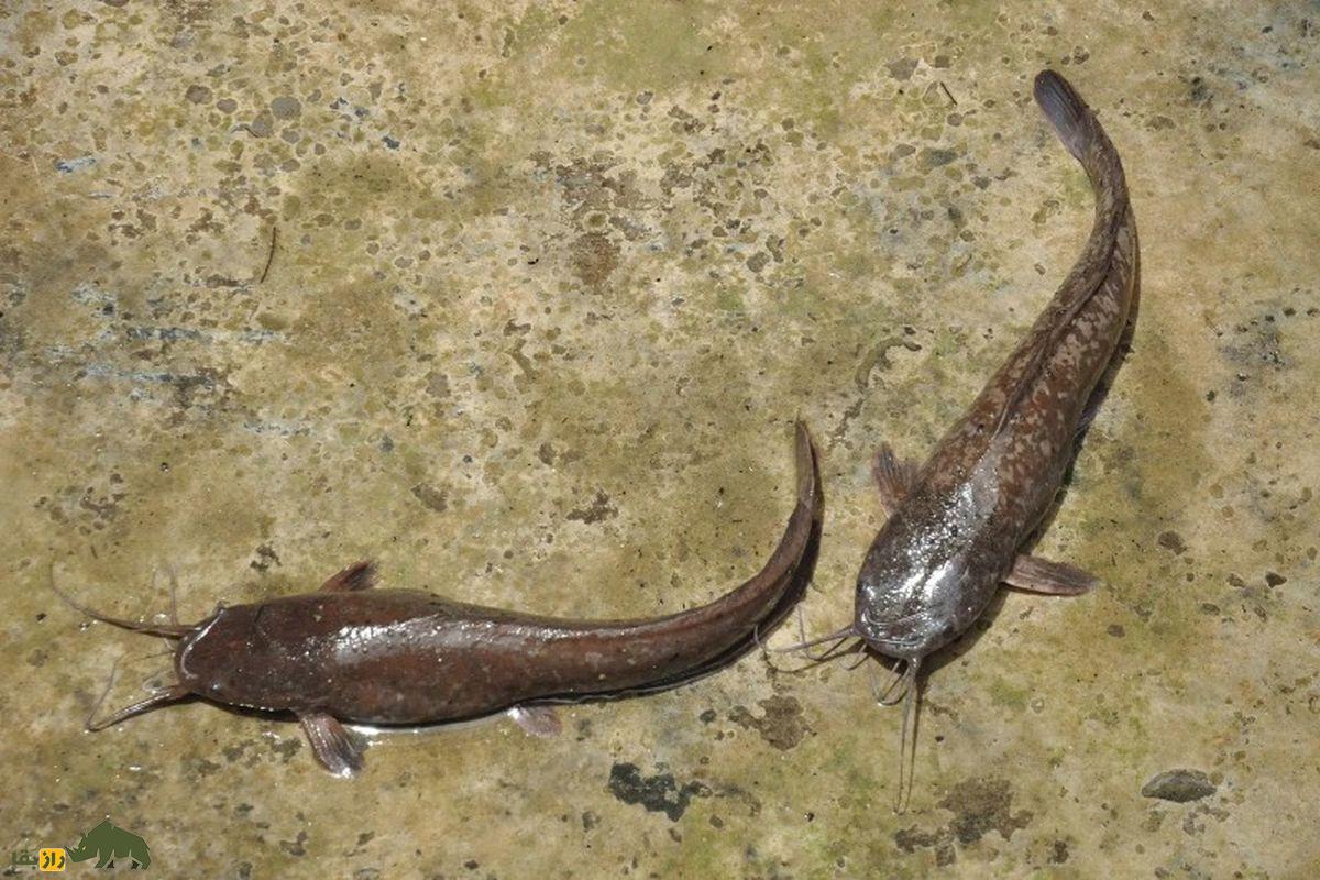 گربه ماهی راهرونده؛ ماهی مهاجم و پرتحرکی که میتواند از آب خارج شود و به مناطق جدیدی حرکت کند گربه ماهی راهرونده دو عدد