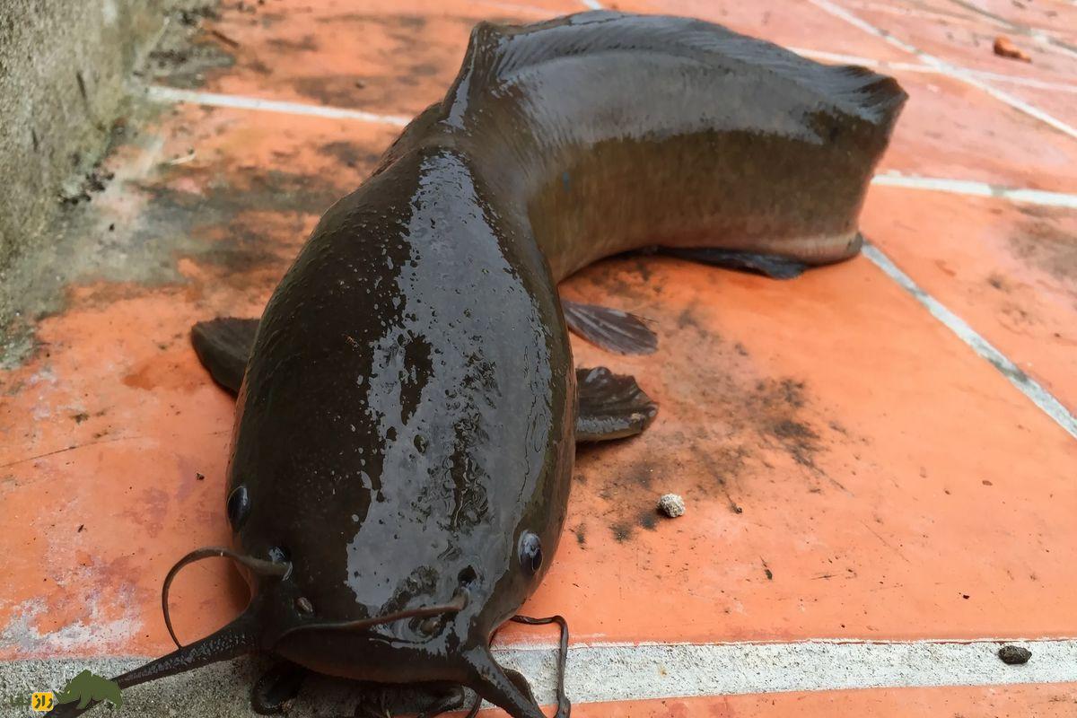 گربه ماهی راهرونده؛ ماهی مهاجم و پرتحرکی که میتواند از آب خارج شود و به مناطق جدیدی حرکت کند گربه ماهی راهرونده مشکی