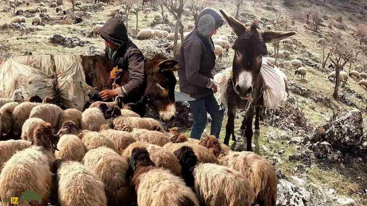گوسفند حمدانی؛ گوسفند ۱۰۰ کیلویی کشور‌های عربی که دنبه بزرگش در جهان بسیار مشهور است