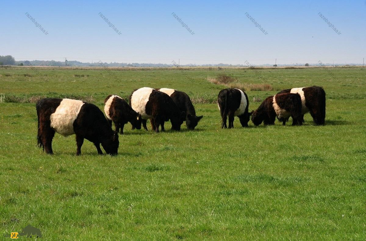 گالووی کمربنددار؛ گاو گوشتی اسکاتلندی که عجیبترین رنگ جهان را دارد گالووی کمربنددار؛ گاو گوشتی اسکاتلندی که عجیبترین رنگ جهان را دارد