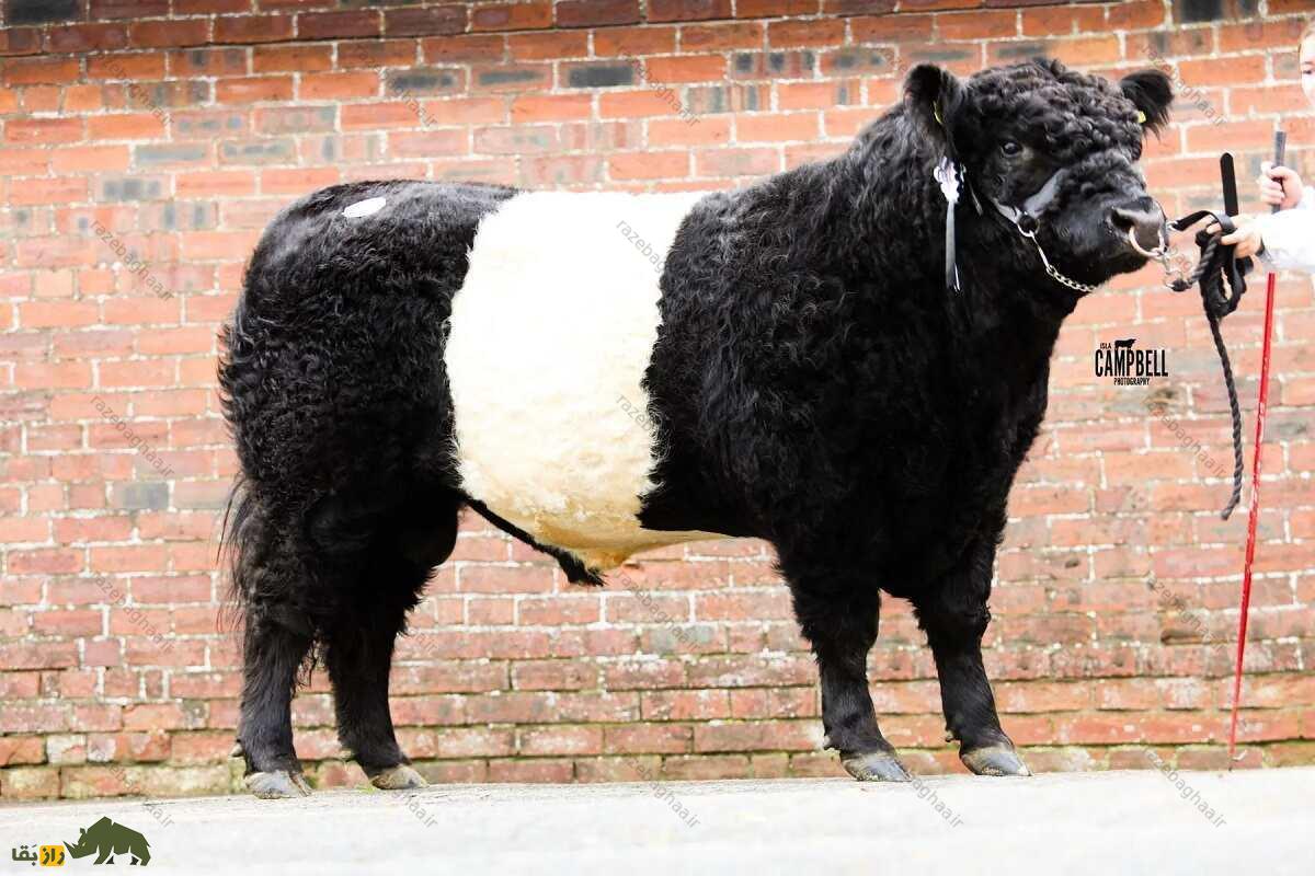 گالووی کمربنددار؛ گاو گوشتی اسکاتلندی که عجیبترین رنگ جهان را دارد گالووی کمربنددار؛ گاو گوشتی اسکاتلندی که عجیبترین رنگ جهان را دارد