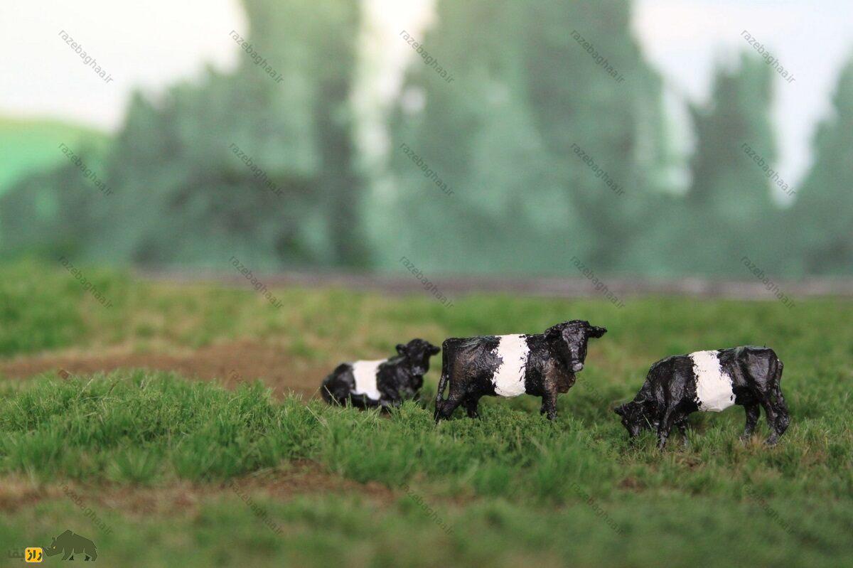 گالووی کمربنددار؛ گاو گوشتی اسکاتلندی که عجیبترین رنگ جهان را دارد گالووی کمربنددار؛ گاو گوشتی اسکاتلندی که عجیبترین رنگ جهان را دارد