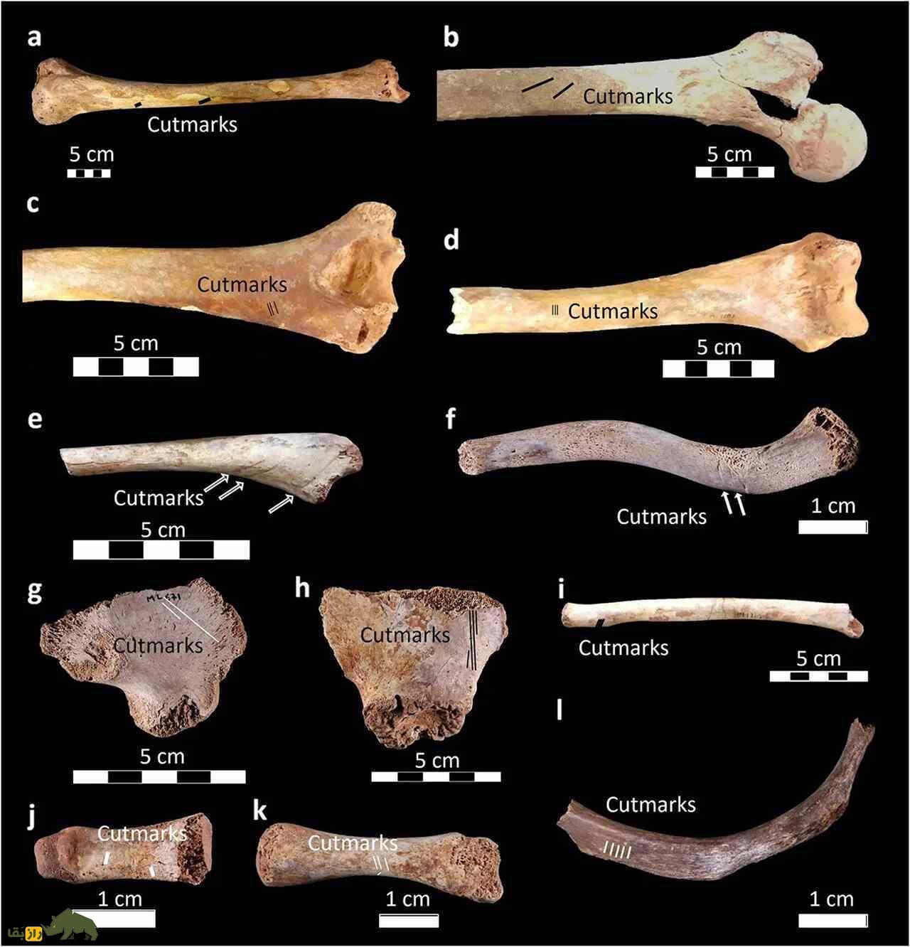 اولین مومیایی خانوادگی در اروپا کشف شد اولین مومیایی خانوادگی در اروپا کشف شد