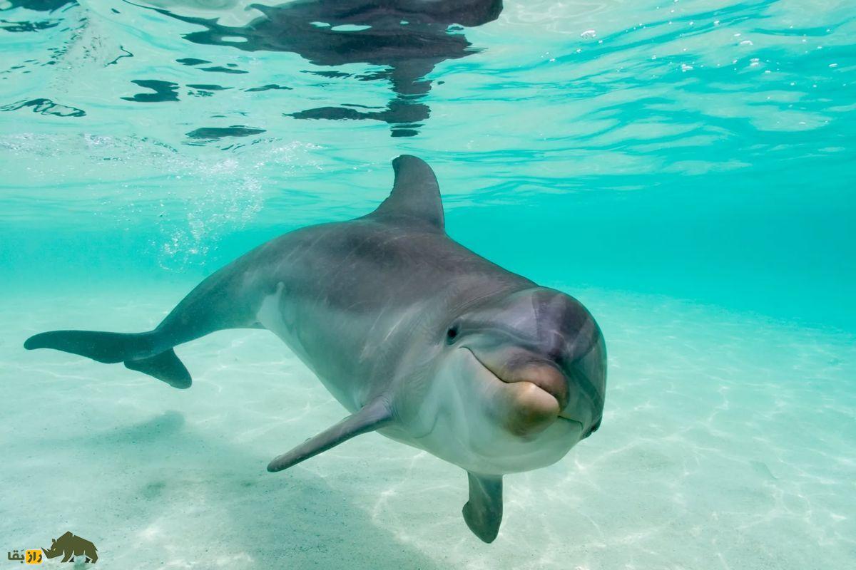 کشف جدید دانشمندان؛ دلفینها بخاطر تنهایی با خودشان حرف میزنند دو لفین بینی بطری در دریای آبی