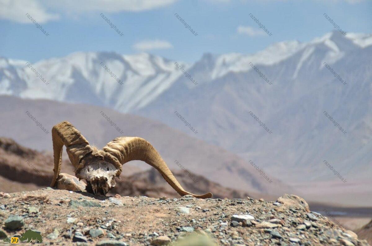 بز پامیر یا بدخشانی؛ بز افغانستانی با شاخ‌های بزرگ که مردم محلی آن را با خدایان مرتبط می‌دانند
