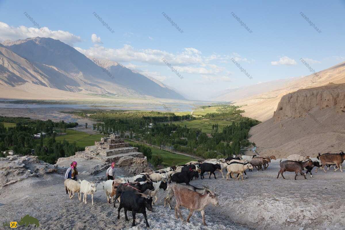 نمایی دور از گله بزهای پامیر