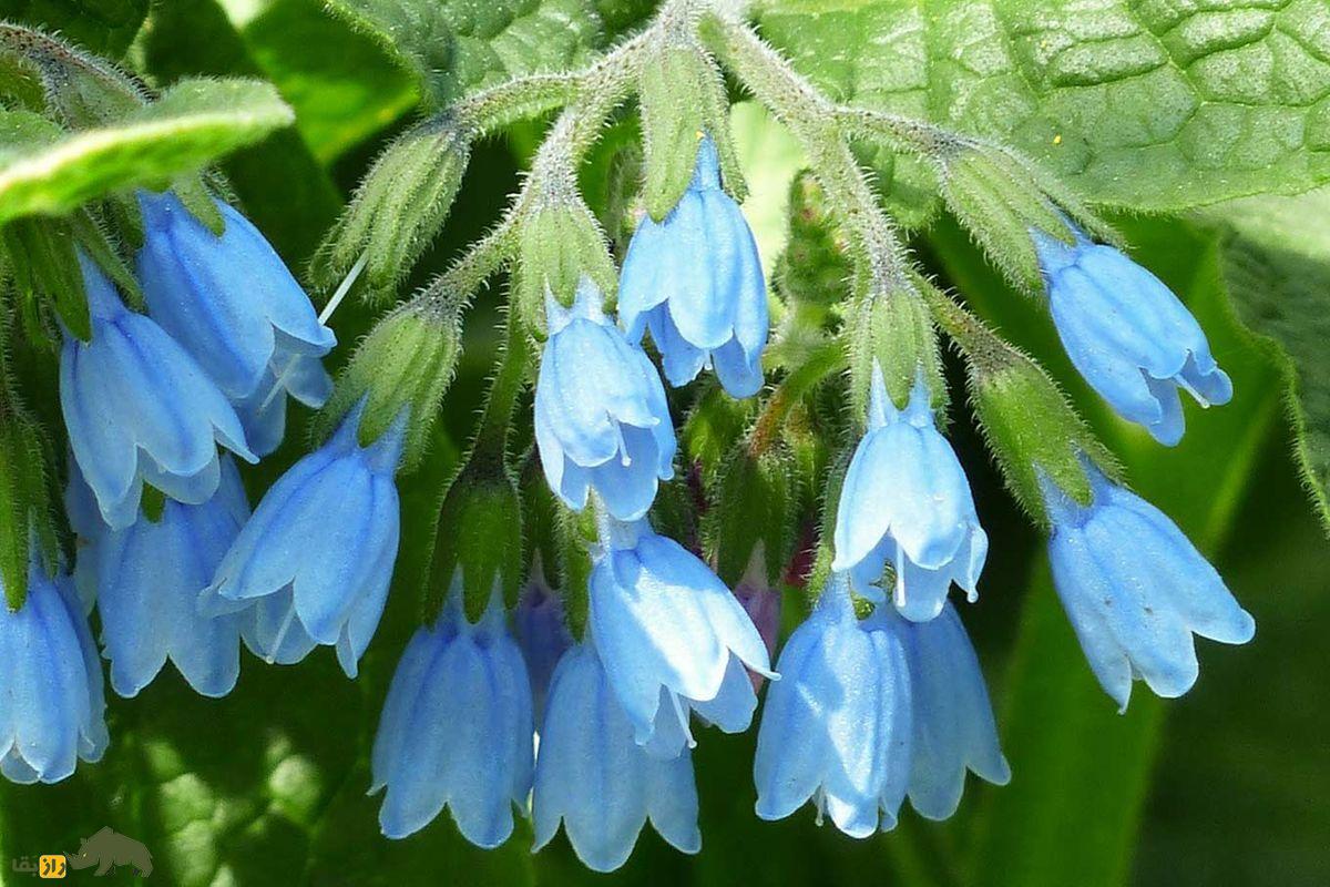 گیاه گوش خر (هُماوَر) آبی رنگ