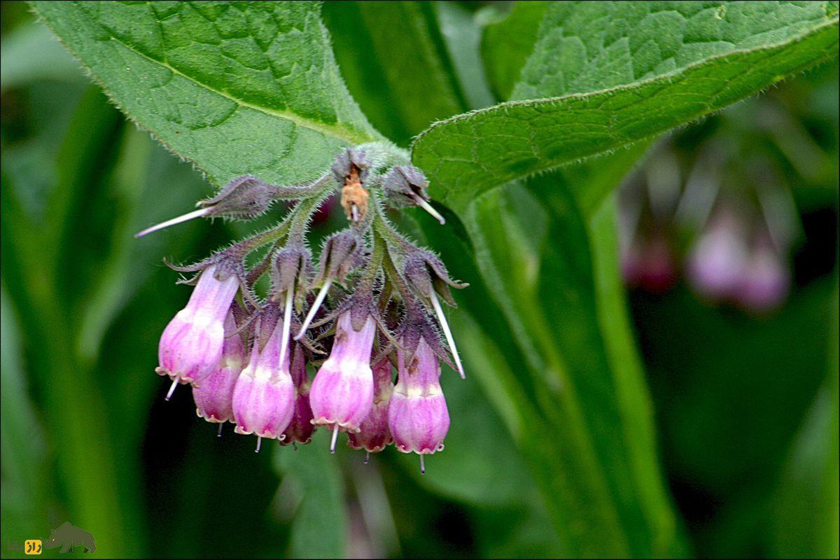 گیاه گوش خر (هُماوَر) بنفش رنگ