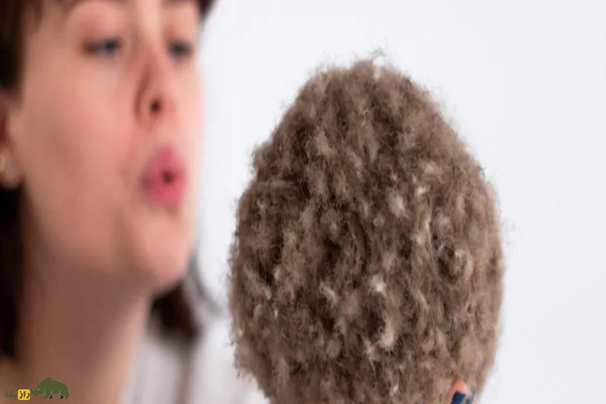 پشم عیدردان؛ اردک مادهای که گرانترین و کمیابترین پشم جهان را تولید میکند پشم عیدردان؛ اردک مادهای که گرانترین و کمیابترین پشم جهان را تولید میکند