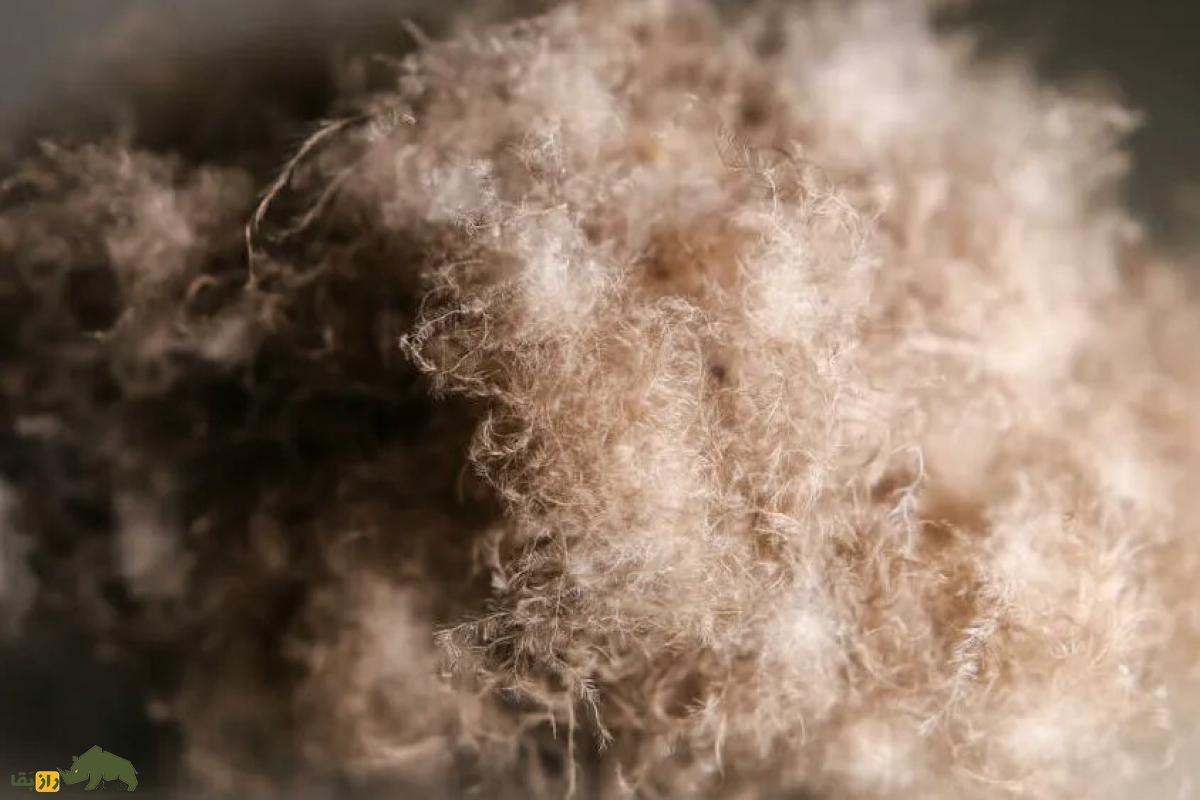 پشم عیدردان، (Eiderdown)؛ گرانترین پشم جهان که از اردک به دست میآید پشم عیدردان (Eiderdown)